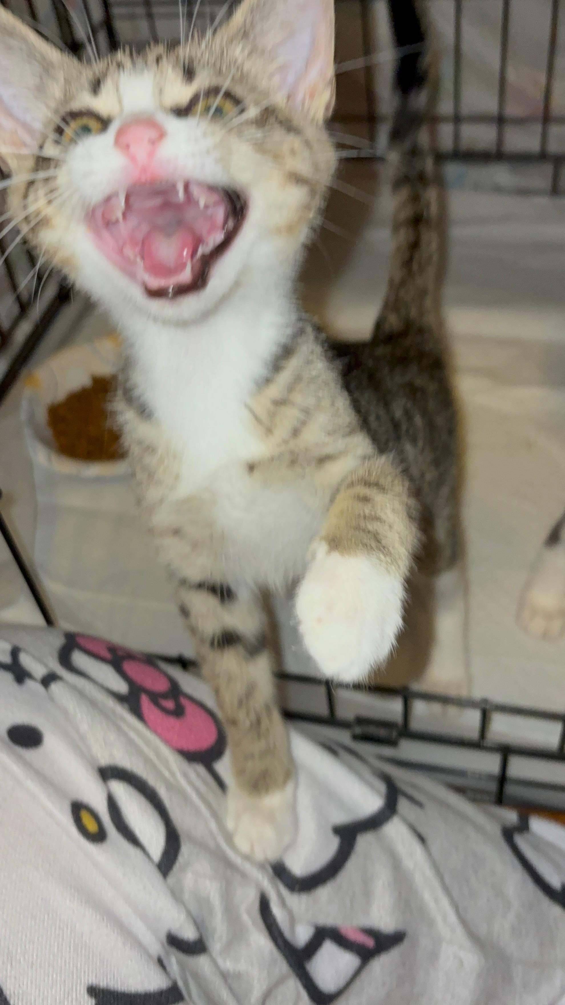 Brita Water Filter, an adopted Domestic Short Hair in LITTLE MOUNTAIN, SC image 4/6