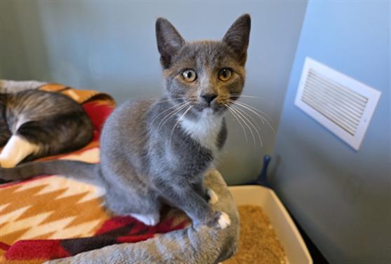 Enlarge NYX, a Adoptable Domestic Short Hair in Santa Clara, CA image 1/1