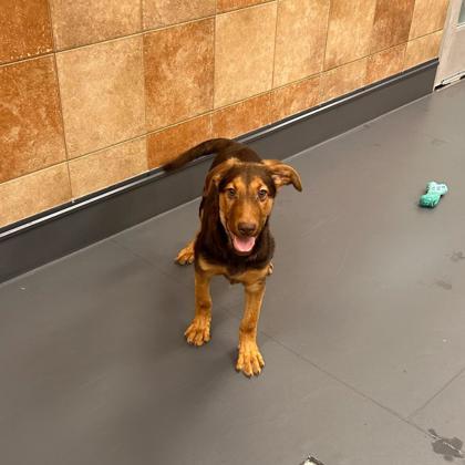 Enlarge Linus, a Adoptable mixed breed in Carrollton, TX image 1/3