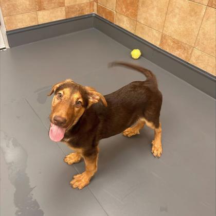 Enlarge Linus, a Adoptable mixed breed in Carrollton, TX image 2/3