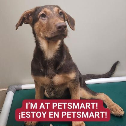 Enlarge Linus, a Adoptable mixed breed in Carrollton, TX image 3/3