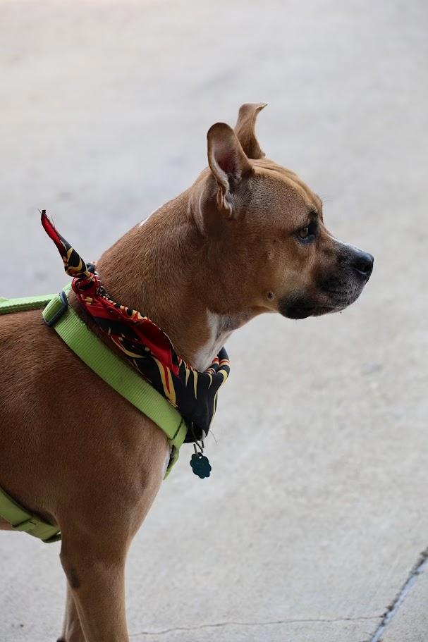 Enlarge Layla A198449 VIP, a Adoptable mixed breed in Plano, TX image 6/6