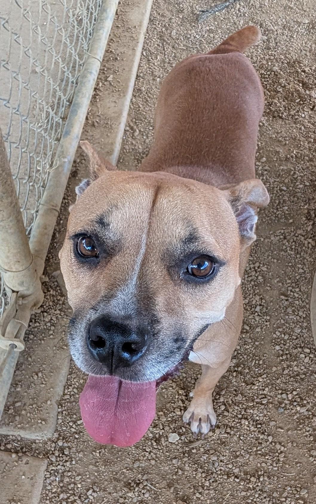 Enlarge Layla A198449 VIP, a Adoptable mixed breed in Plano, TX image 3/6