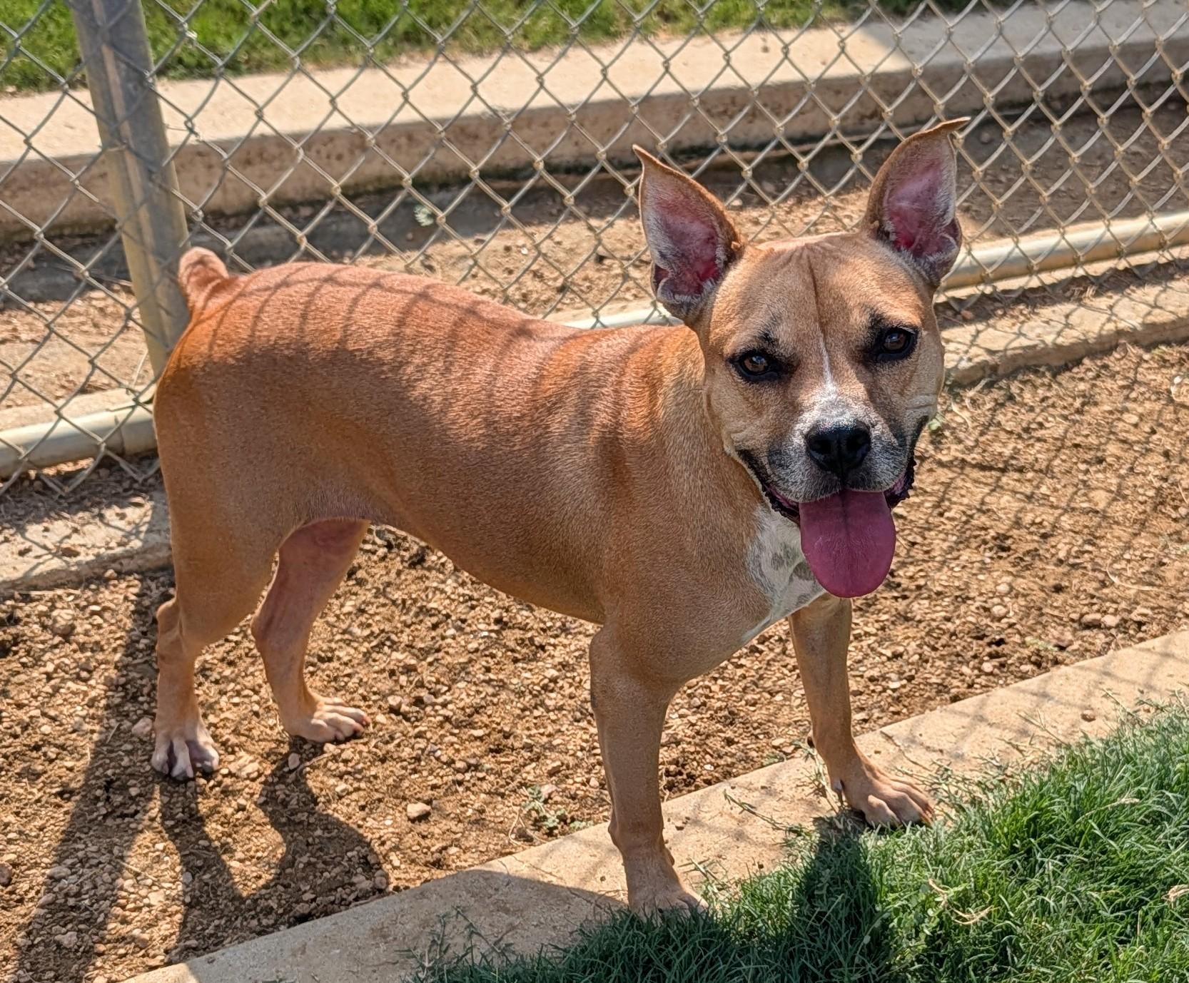 Enlarge Layla A198449 VIP, a Adoptable mixed breed in Plano, TX image 2/6