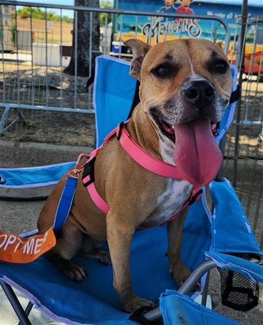 Layla A198449 VIP, Adoptable, Adult Female Boxer & Pit Bull Terrier.