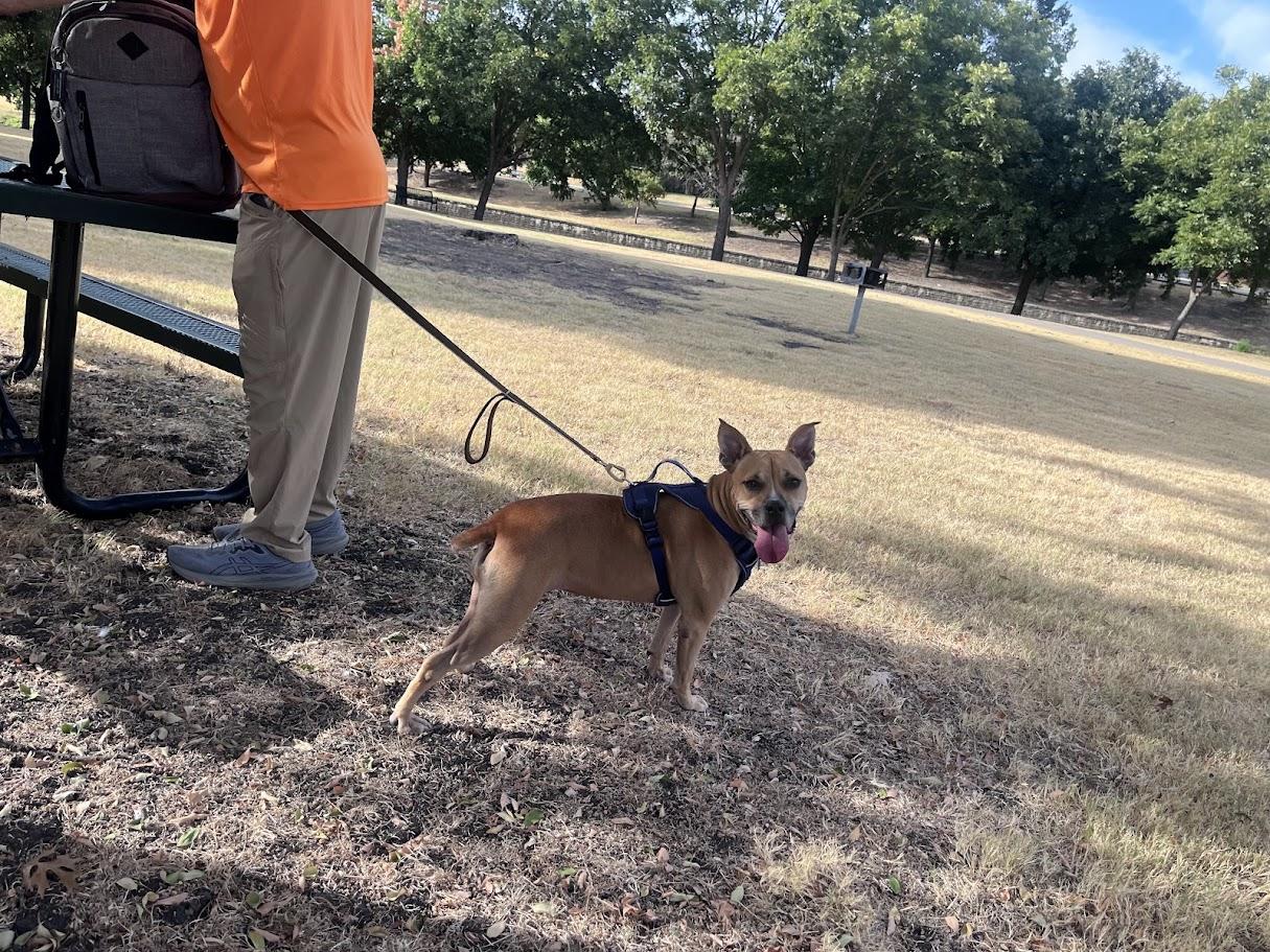 Enlarge Layla A198449 VIP, a Adoptable mixed breed in Plano, TX image 5/6