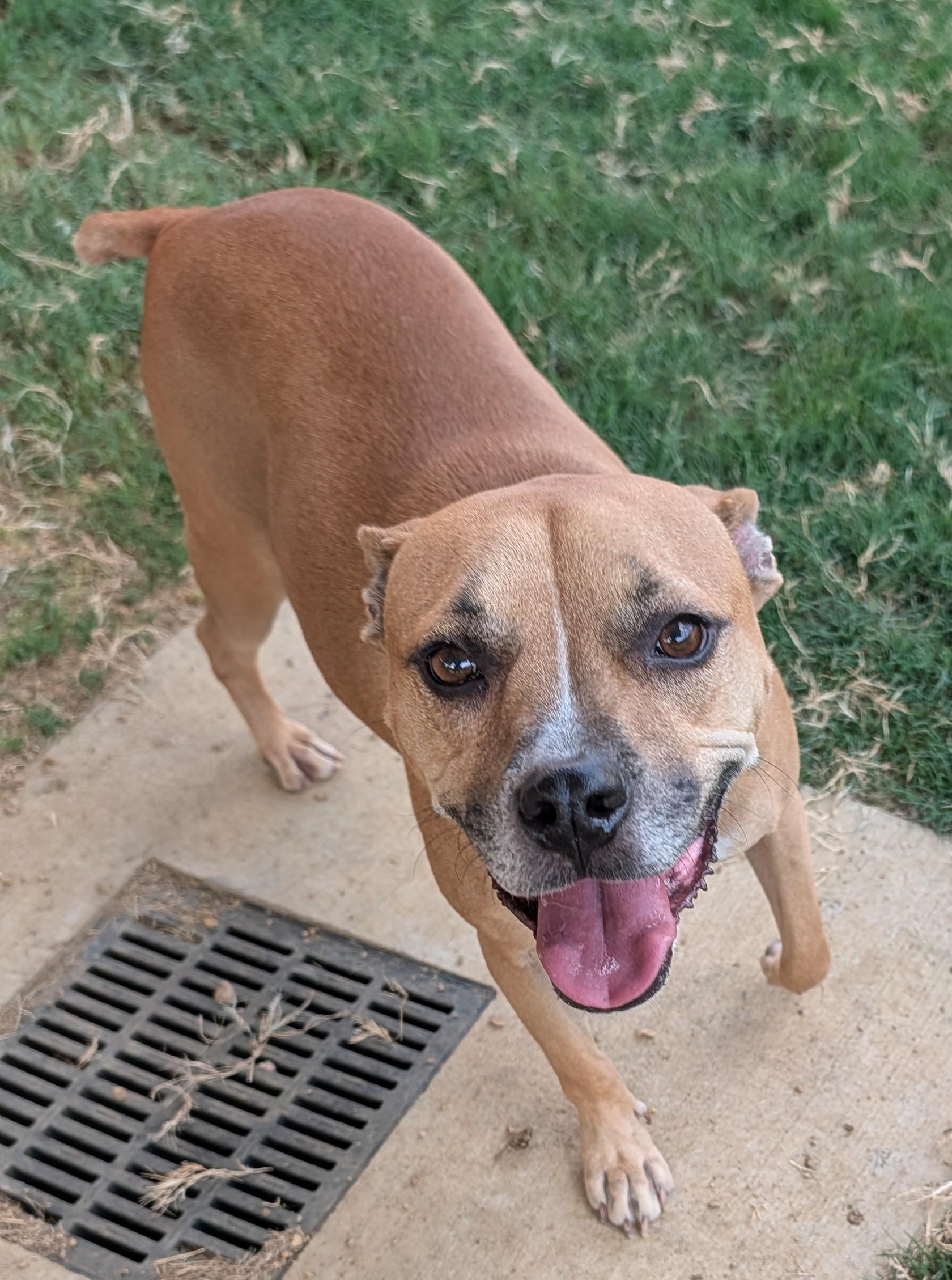 Enlarge Layla A198449 VIP, a Adoptable mixed breed in Plano, TX image 4/6