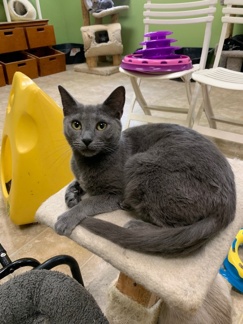 Neve, a Adoptable mixed breed in Toledo, OH image 1/2