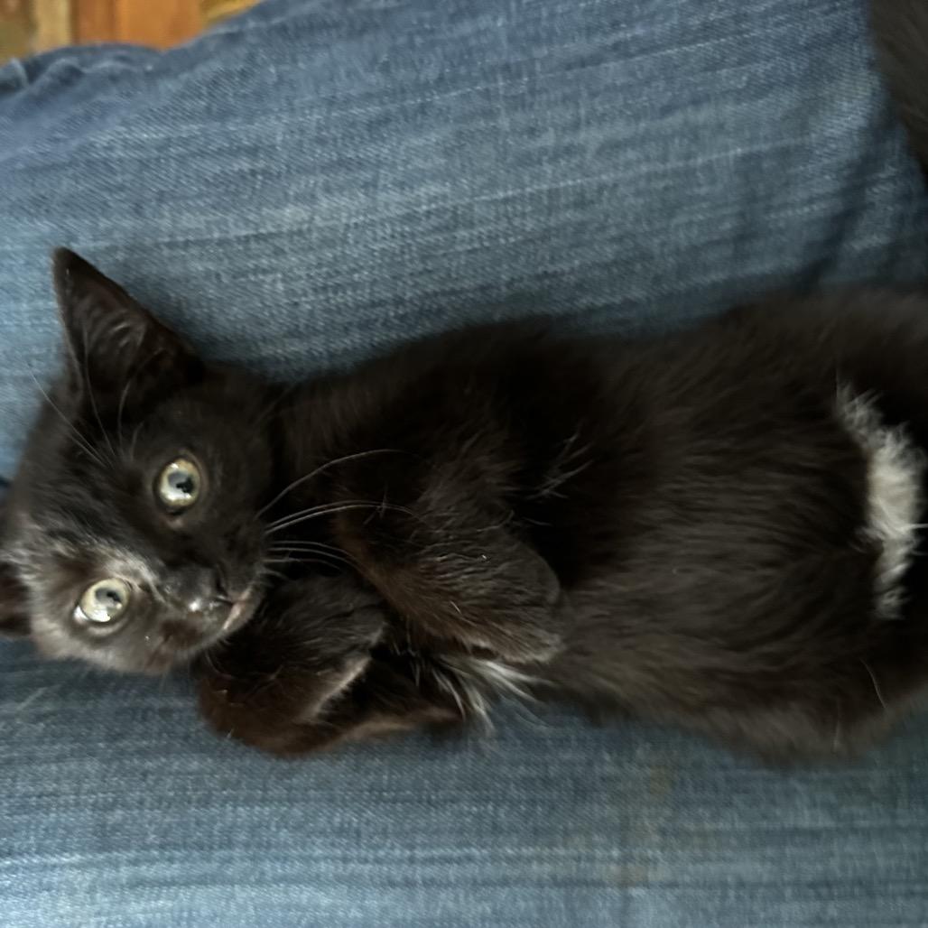 Enlarge Nissan, a Adoptable Domestic Short Hair in Silver Spring, MD image 1/6