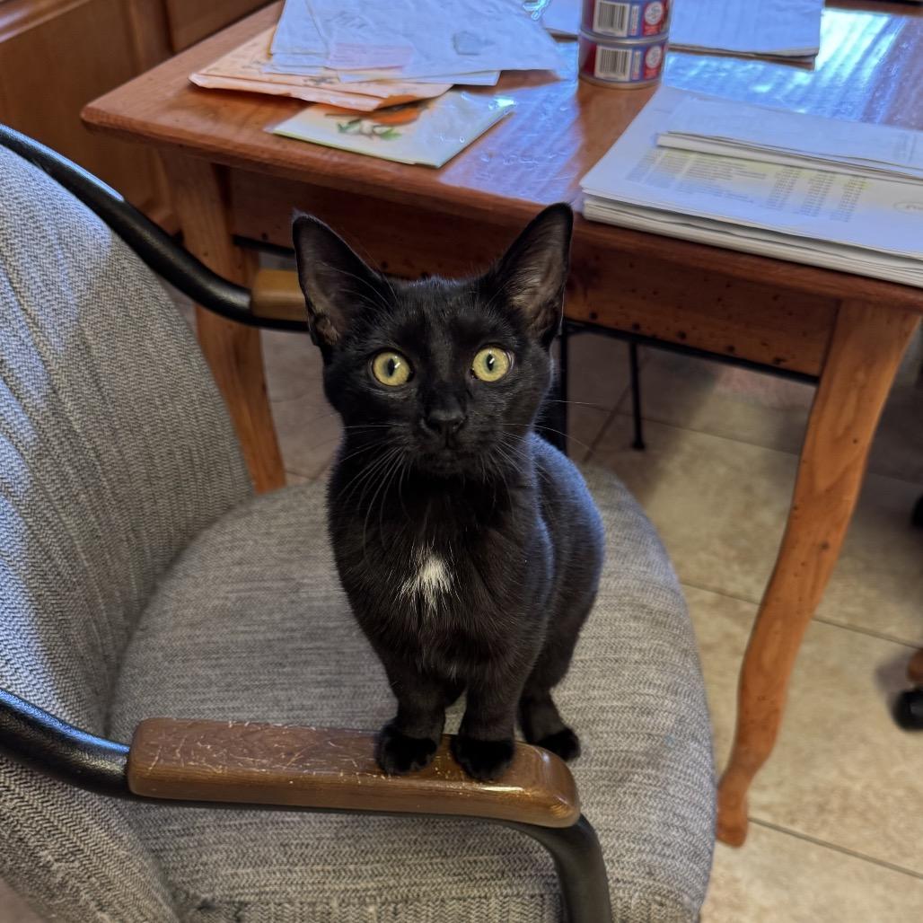 Enlarge Nissan, a Adoptable Domestic Short Hair in Silver Spring, MD image 2/6