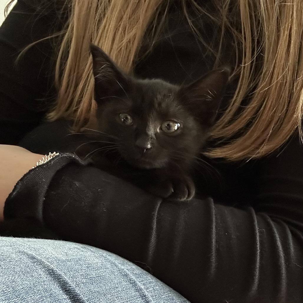 Enlarge Nissan, a Adoptable Domestic Short Hair in Silver Spring, MD image 3/6