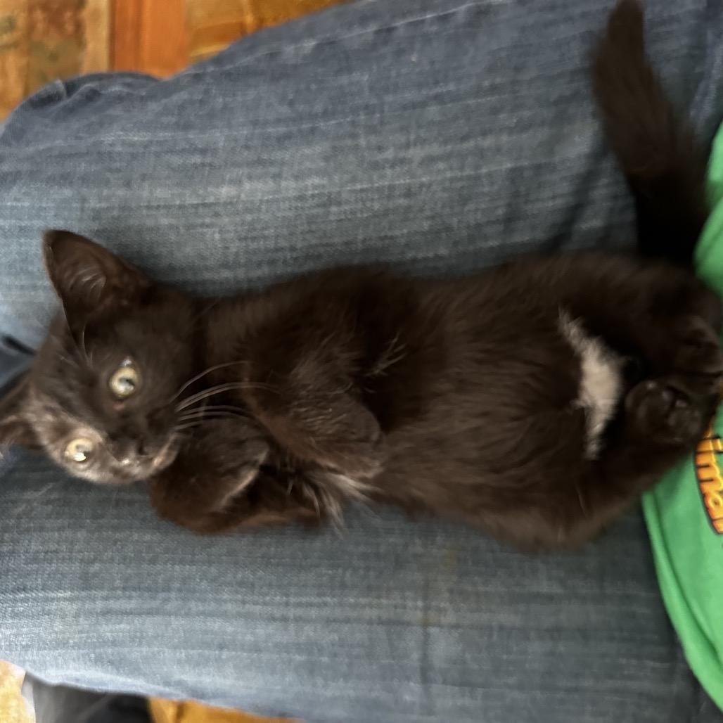 Enlarge Nissan, a Adoptable Domestic Short Hair in Silver Spring, MD image 4/6