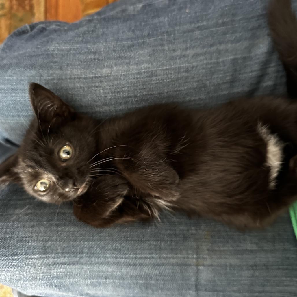 Enlarge Nissan, a Adoptable Domestic Short Hair in Silver Spring, MD image 5/6