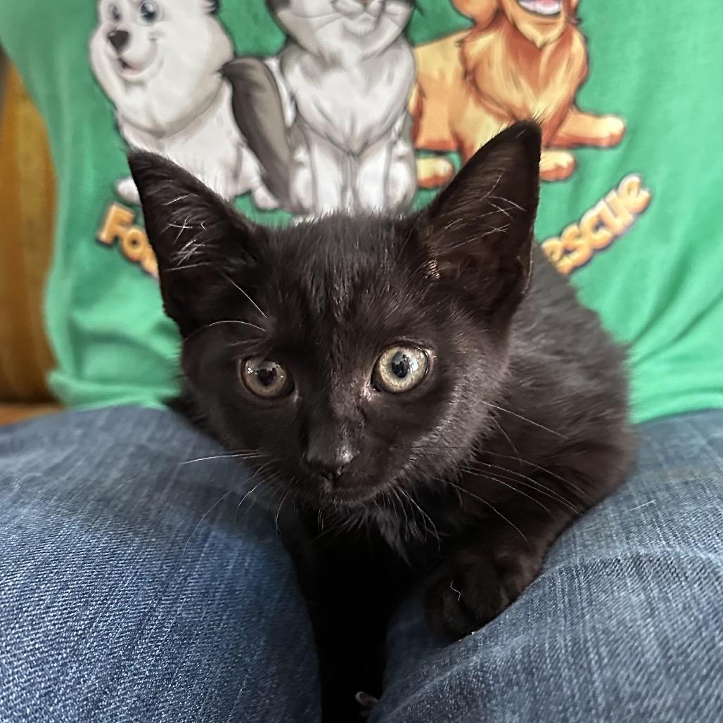 Enlarge Nissan, a Adoptable Domestic Short Hair in Silver Spring, MD image 6/6