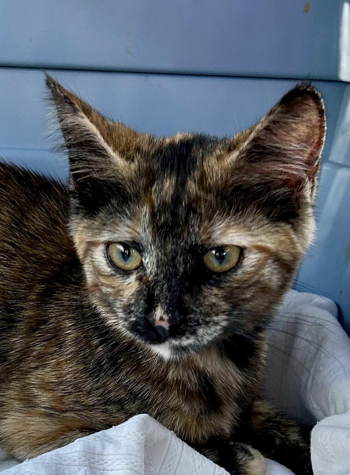 Cleo, Young Female Tortoiseshell