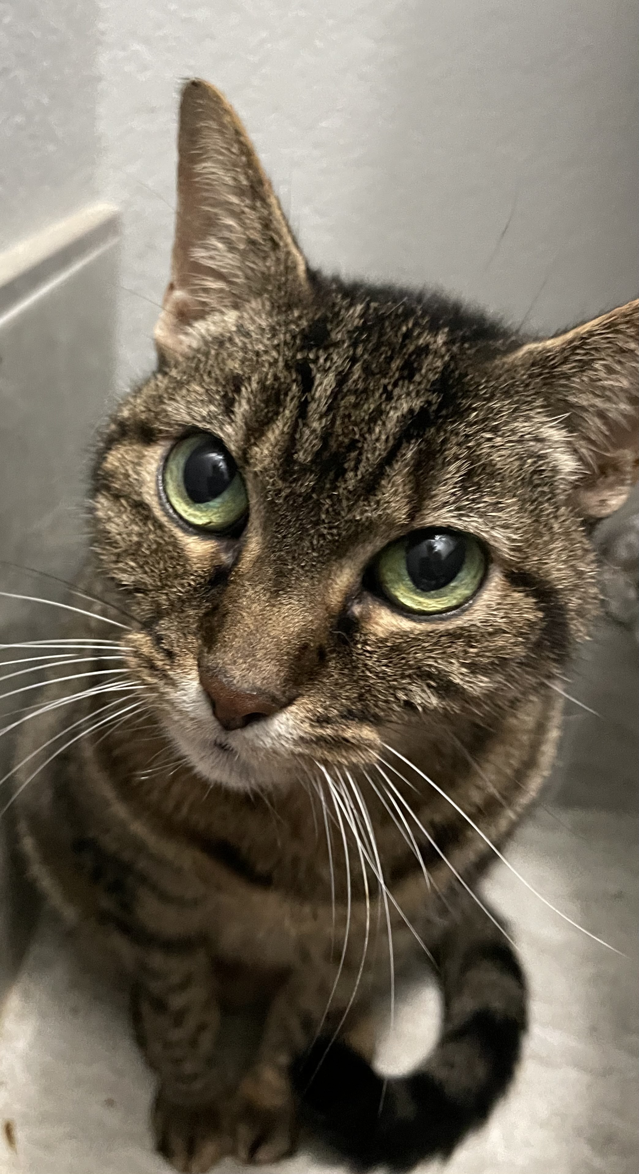 Bonnie, an adoptable Domestic Short Hair in Southlake, TX_image-1
