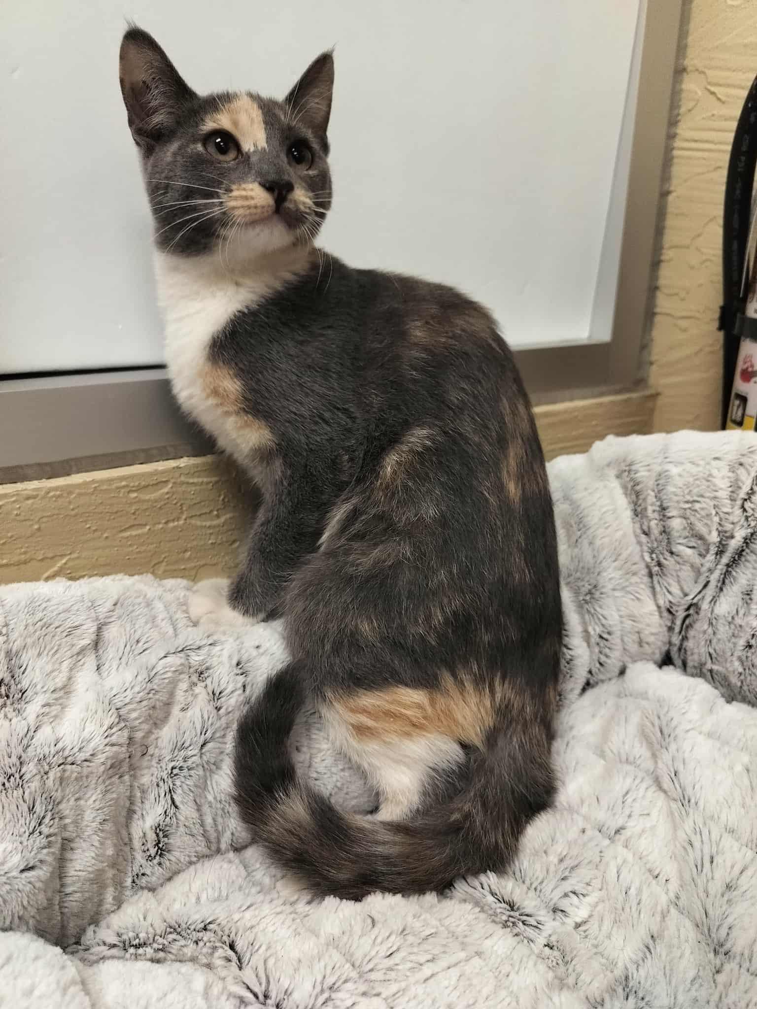 Jupiter, Adoptable, Young Female Dilute Calico.