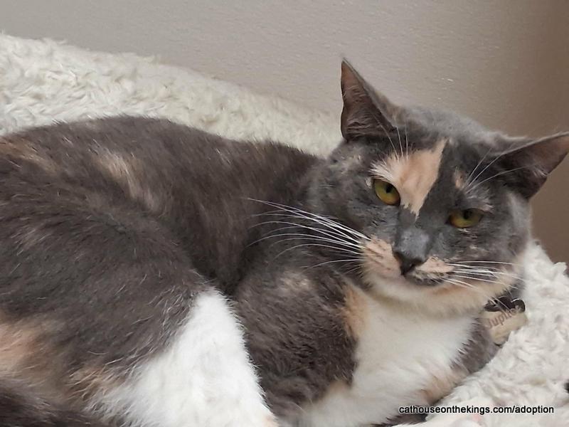 Enlarge Jupiter, a Adoptable Dilute Calico in Parlier, CA image 2/6