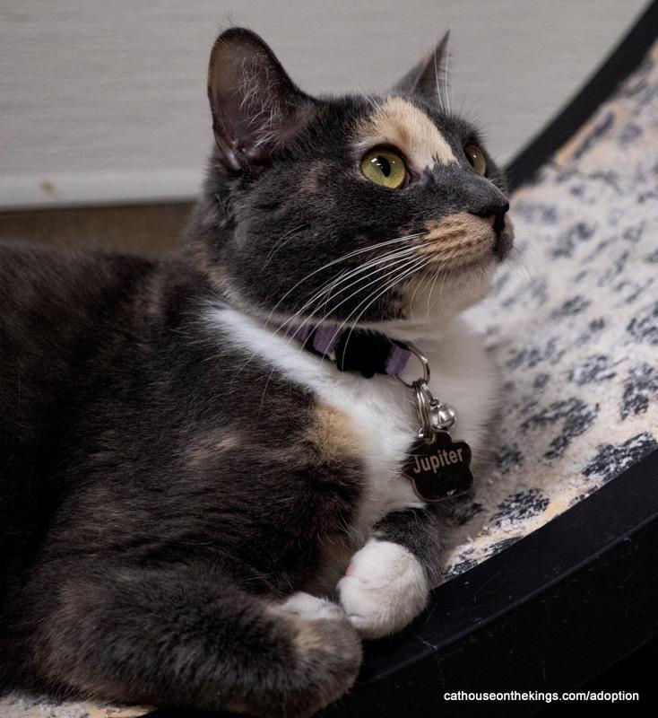 Enlarge Jupiter, a Adoptable Dilute Calico in Parlier, CA image 3/6