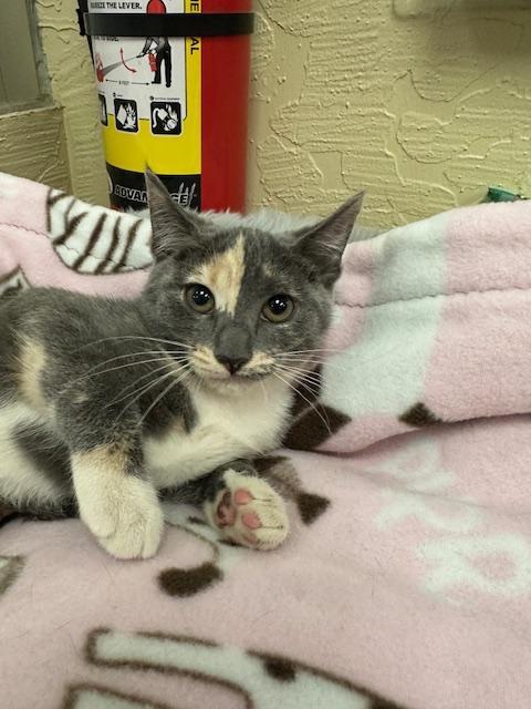 Enlarge Jupiter, a Adoptable Dilute Calico in Parlier, CA image 3/6