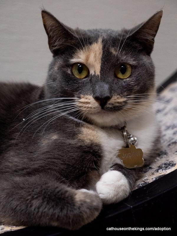 Enlarge Jupiter, a Adoptable Dilute Calico in Parlier, CA image 6/6