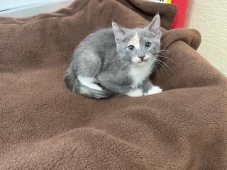 Enlarge Jupiter, a Adoptable Dilute Calico in Parlier, CA image 4/6