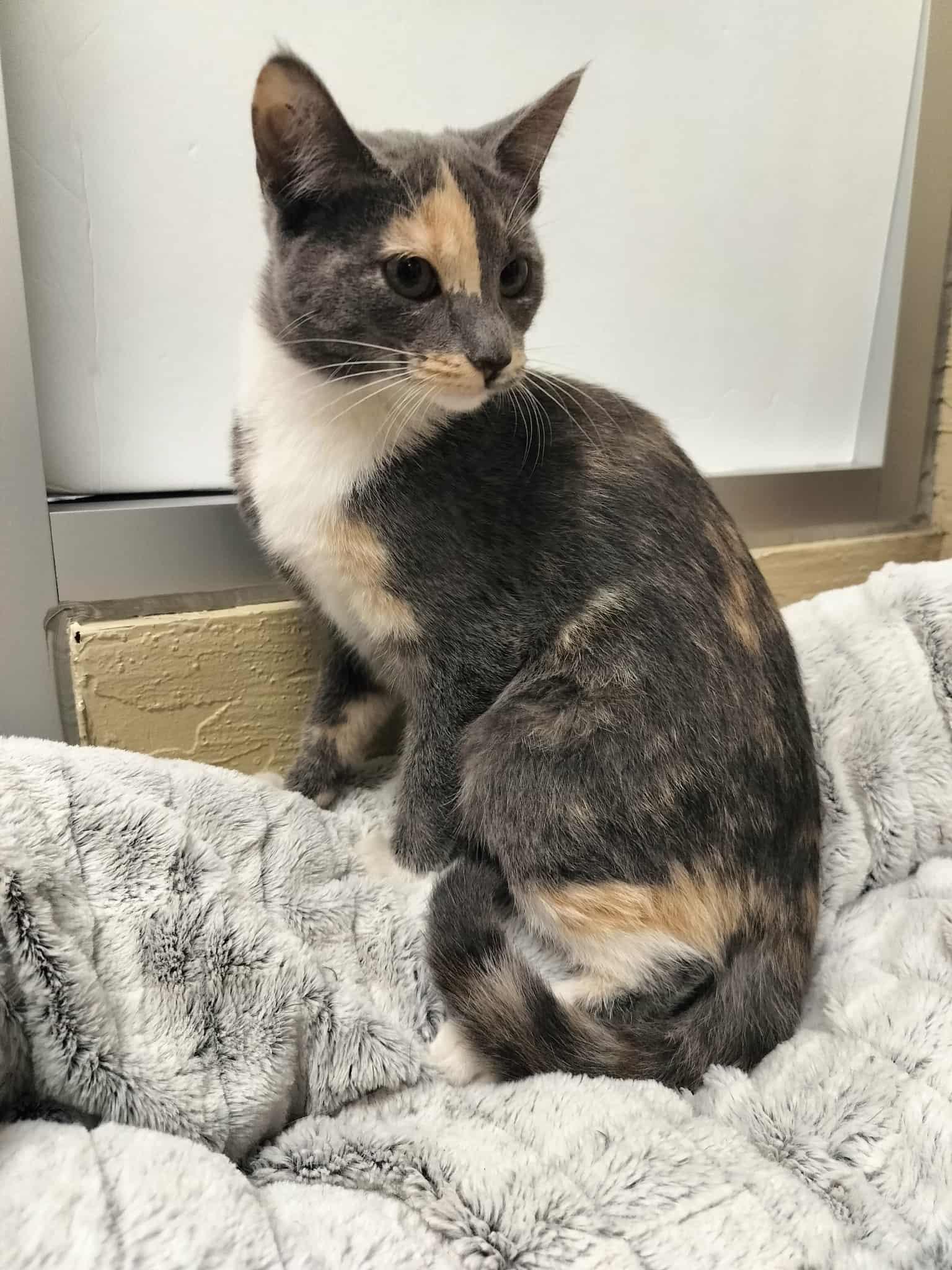 Enlarge Jupiter, a Adoptable Dilute Calico in Parlier, CA image 5/6