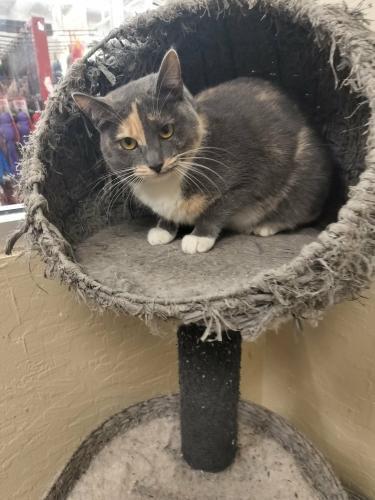 Enlarge Jupiter, a Adoptable Dilute Calico in Parlier, CA image 6/6