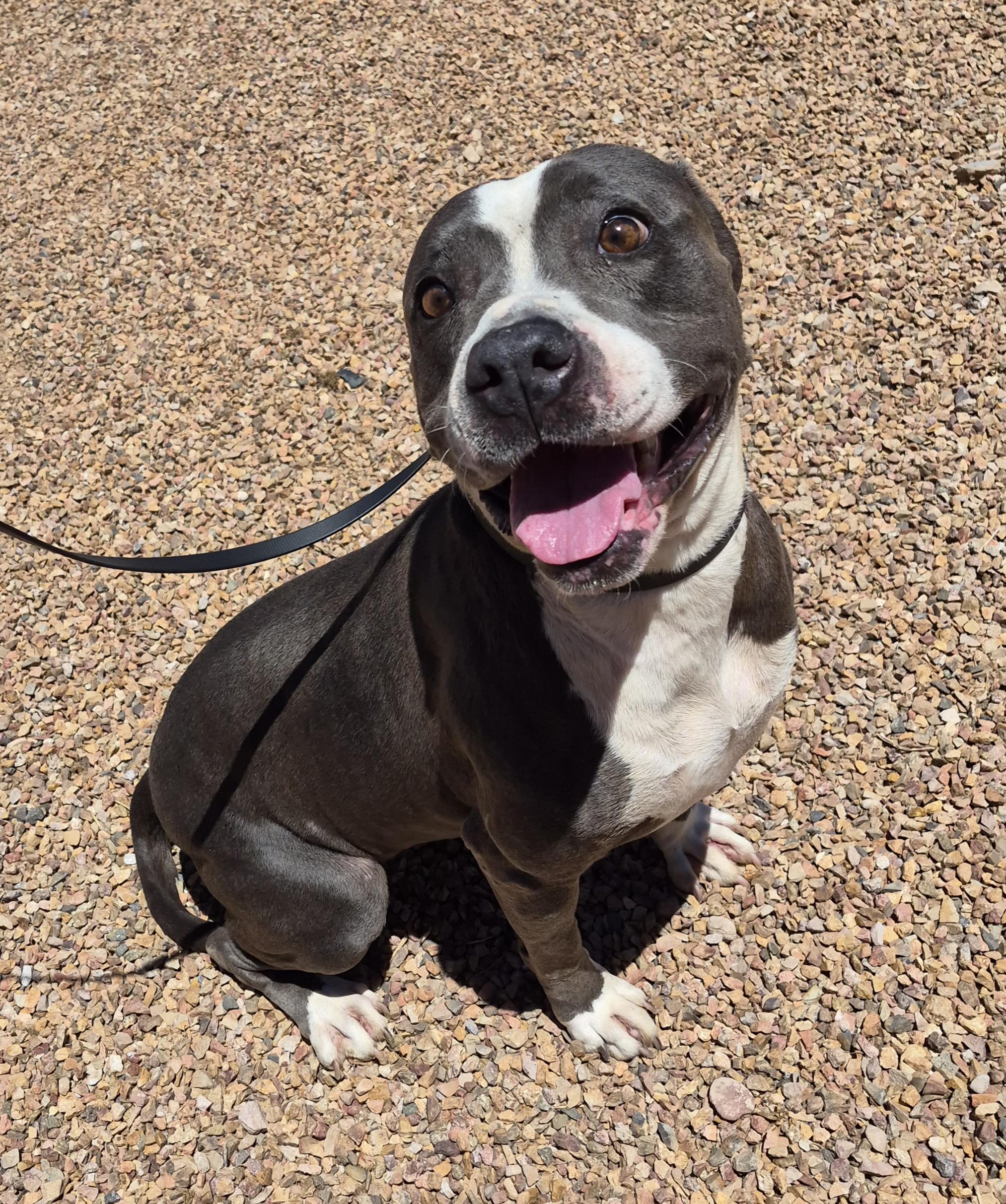 Remi, Adoptable, Adult Female Pit Bull Terrier.