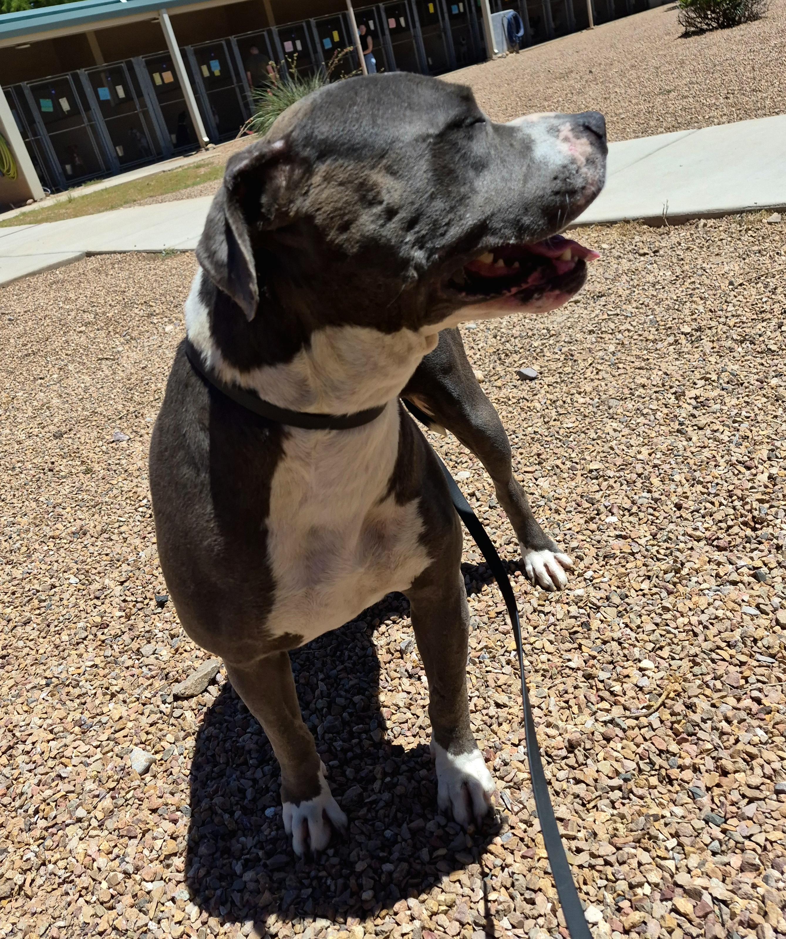 Enlarge Remi, a Adoptable mixed breed in Sierra Vista, AZ image 2/2