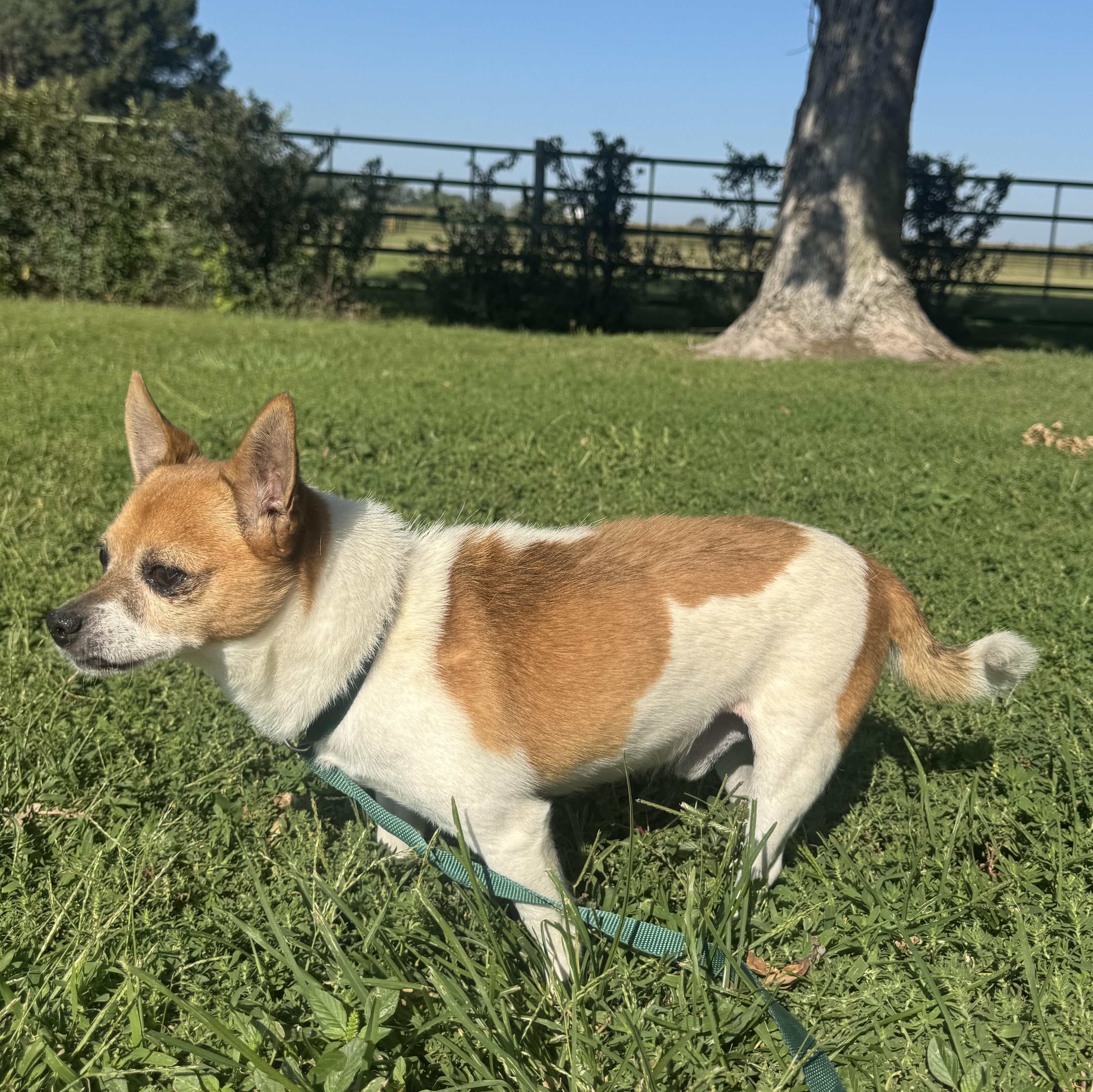 Enlarge Kevin, an adopted Chihuahua in Lexington, NE image 2/2