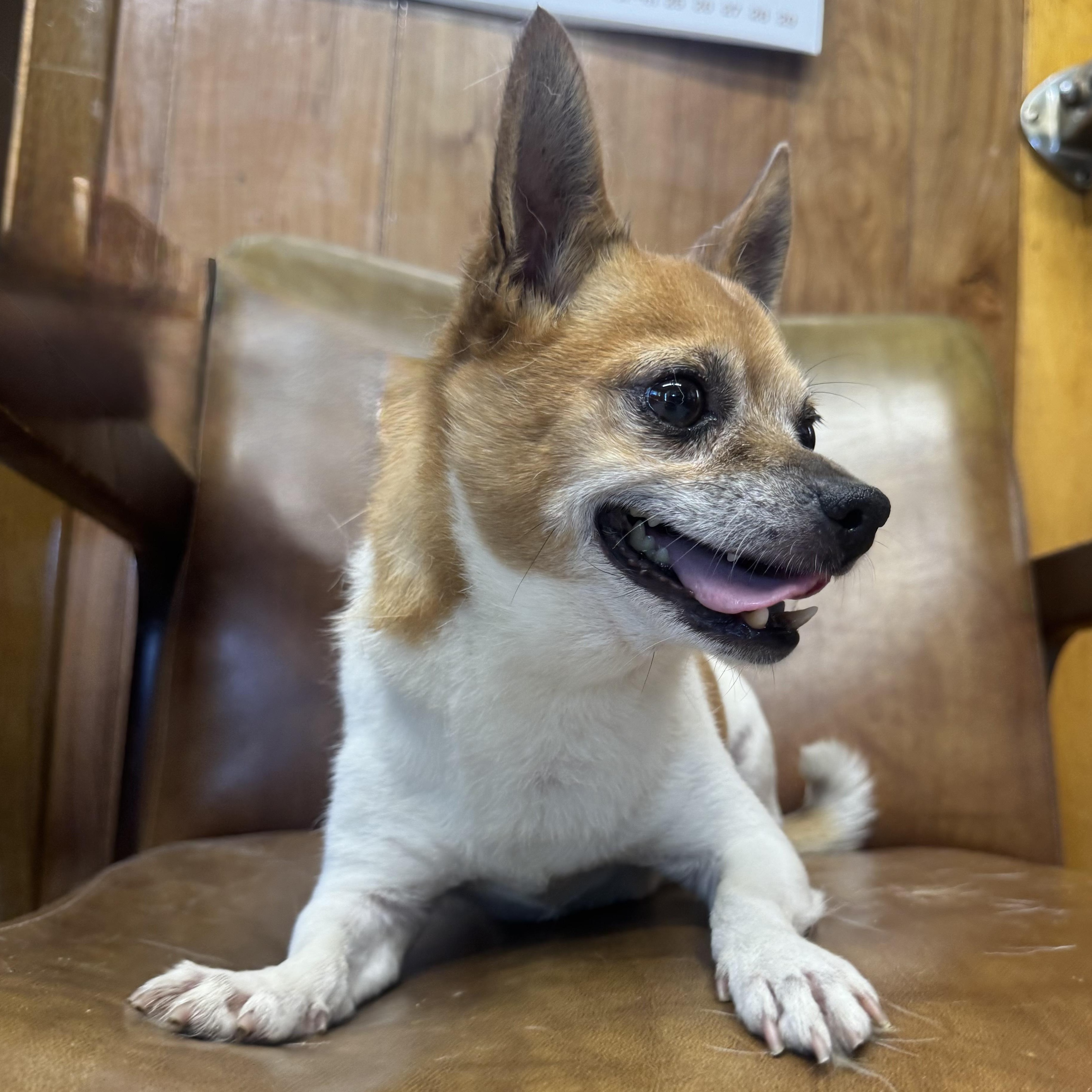 Enlarge Kevin, an adopted Chihuahua in Lexington, NE image 1/2