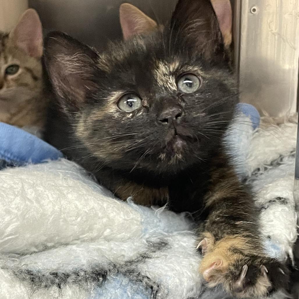 YDD-in foster, Adoptable, Kitten Female Domestic Short Hair.