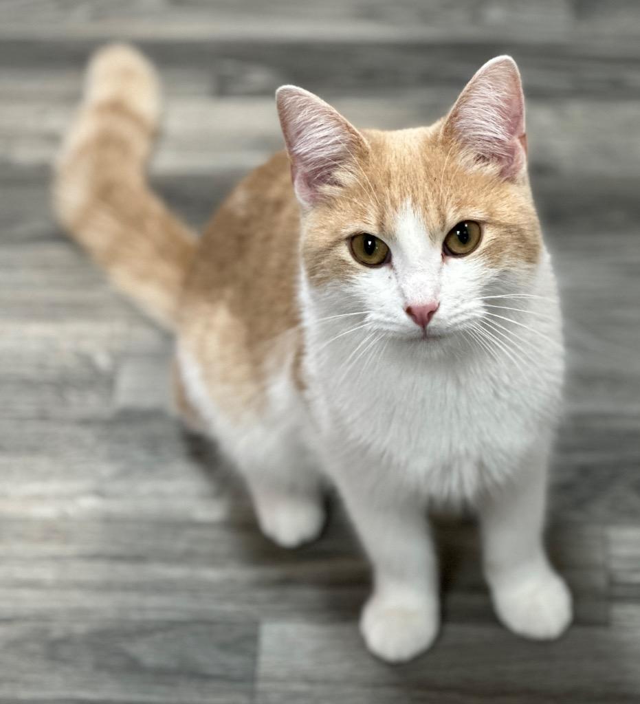 Enlarge Walker, a Adoptable mixed breed in Waynesville, MO image 1/1