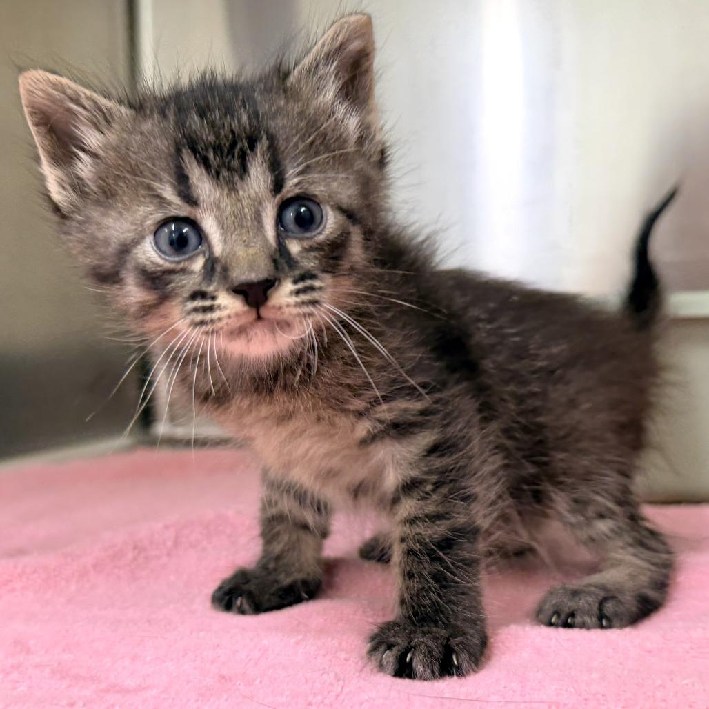 Enlarge Tampa, a Adoptable Domestic Short Hair in Warrensburg, MO image 1/1