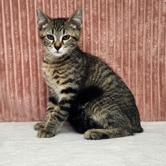 Freddie Mercury, Adopted, Kitten Male Domestic Short Hair.