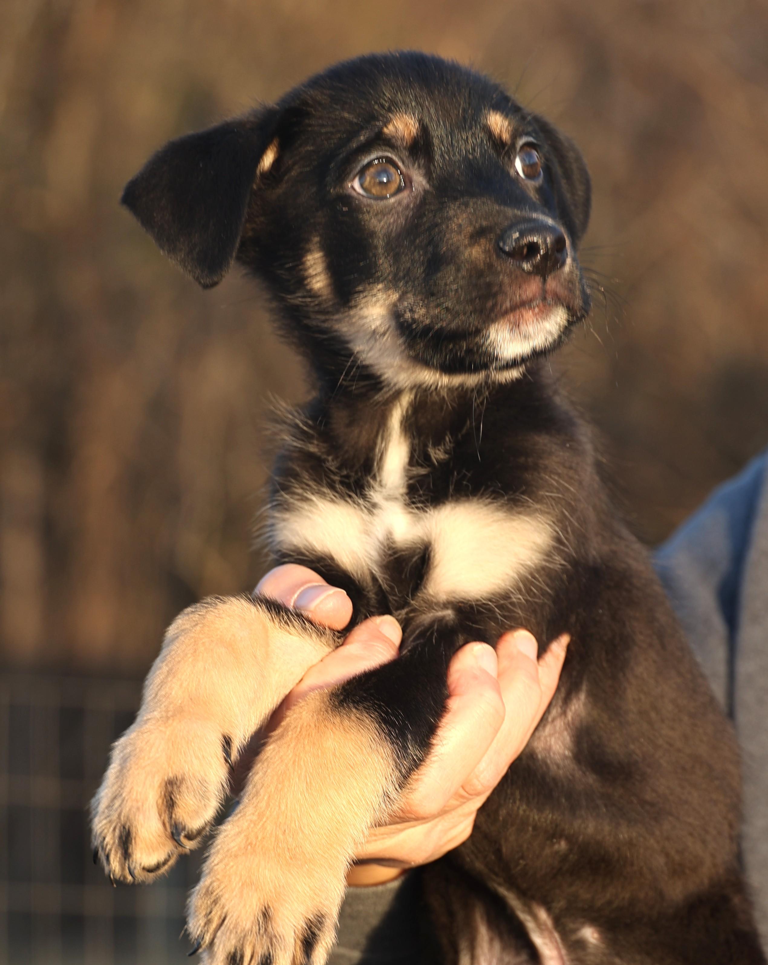 Enlarge Chip-Available! www.lhar.dog to apply! , an adoptable mixed breed in Frederick, MD image 2/6