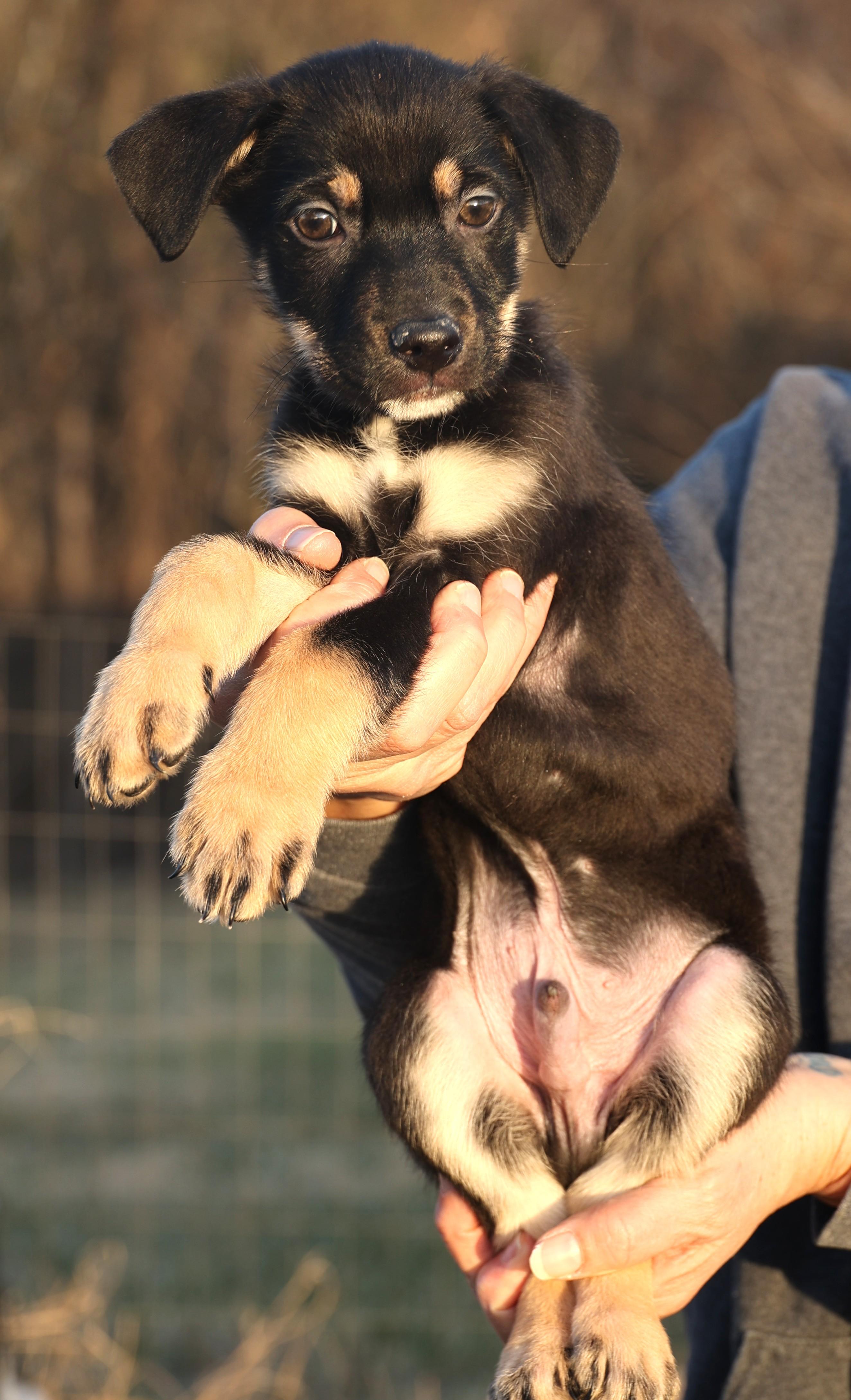 Enlarge Chip-Available! www.lhar.dog to apply! , an adoptable mixed breed in Frederick, MD image 5/6