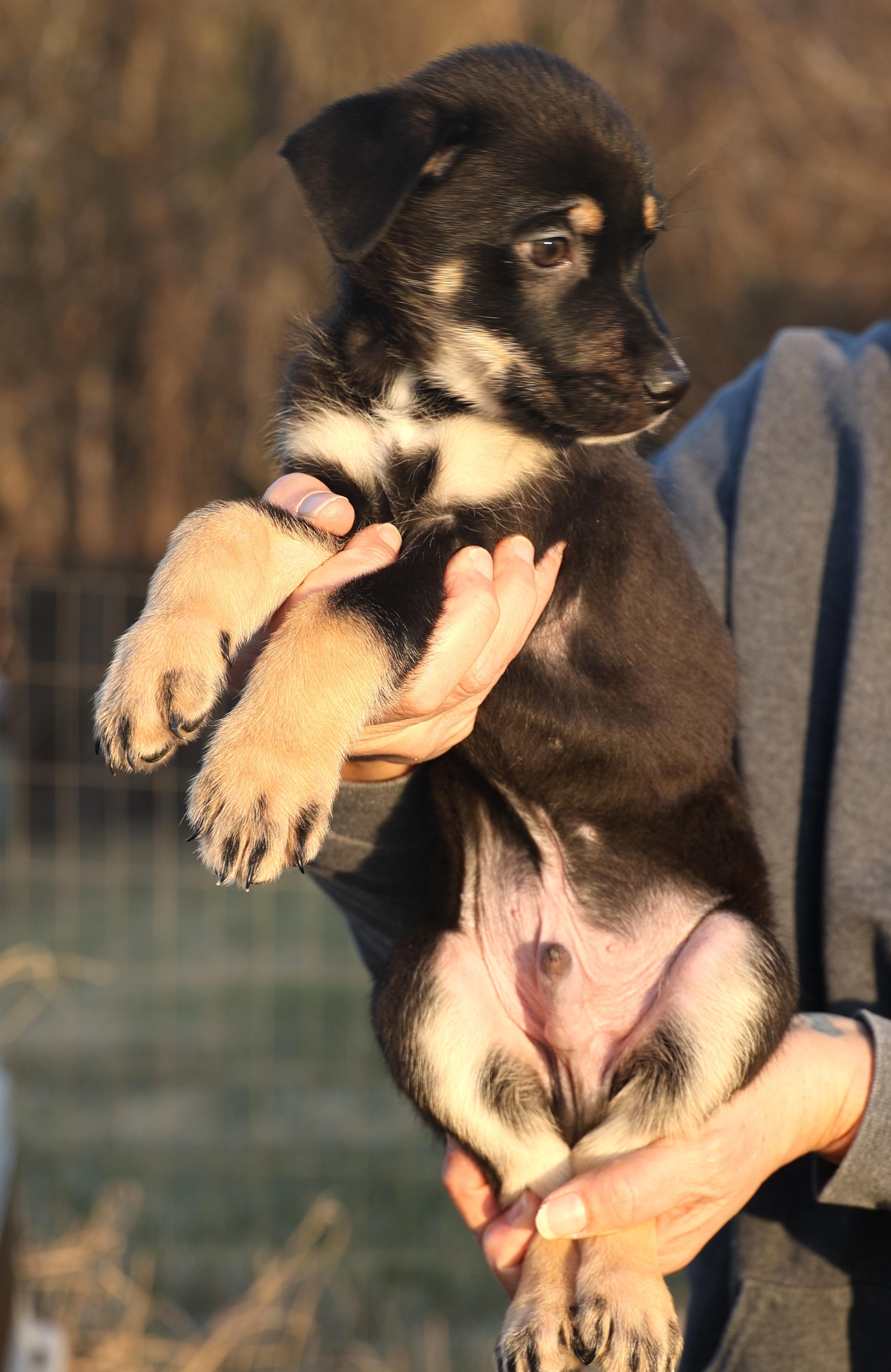 Enlarge Chip-Available! www.lhar.dog to apply! , an adoptable mixed breed in Frederick, MD image 3/6