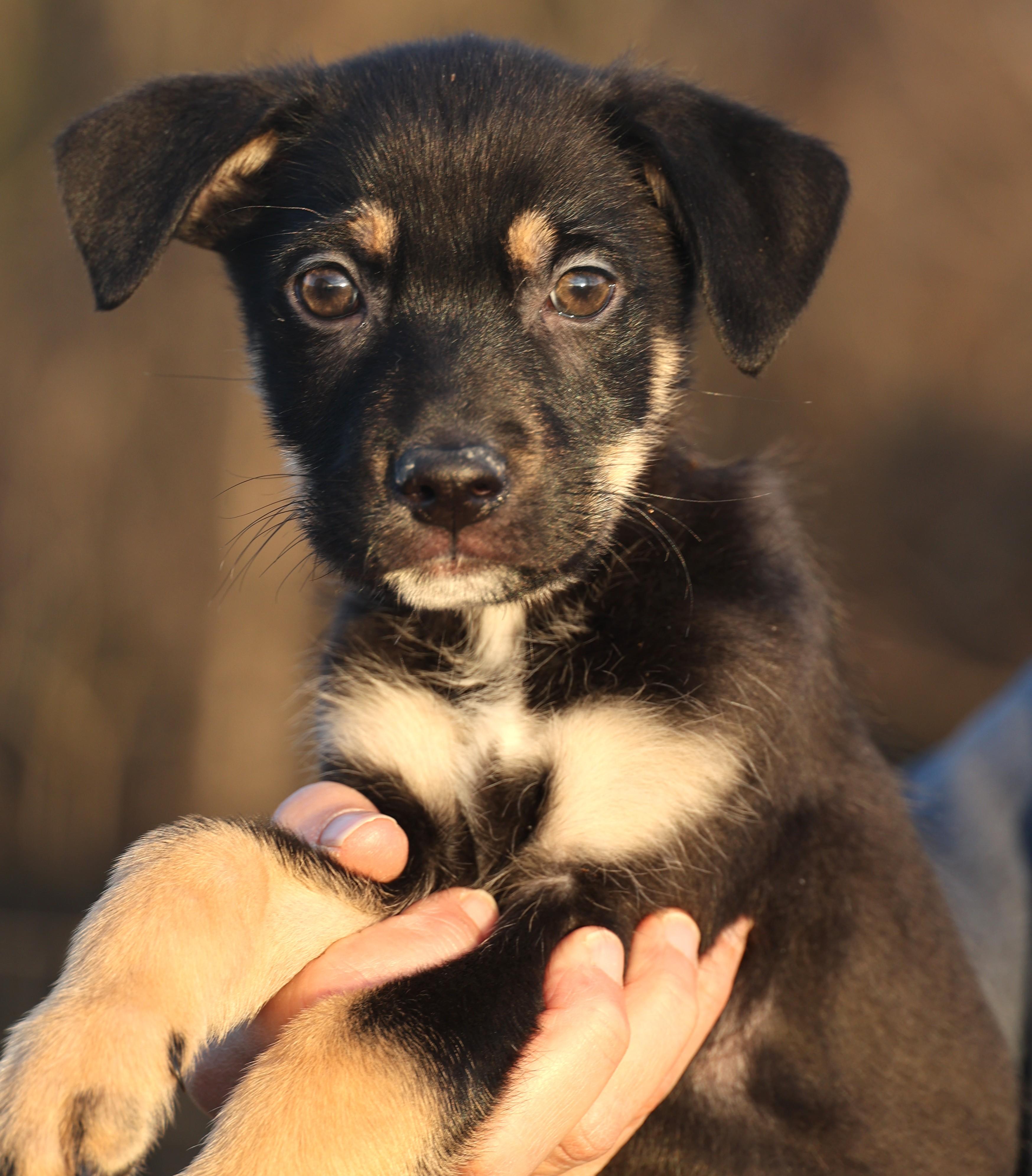 Chip-Available! www.lhar.dog to apply! , adoptable, Puppy Male Shepherd.