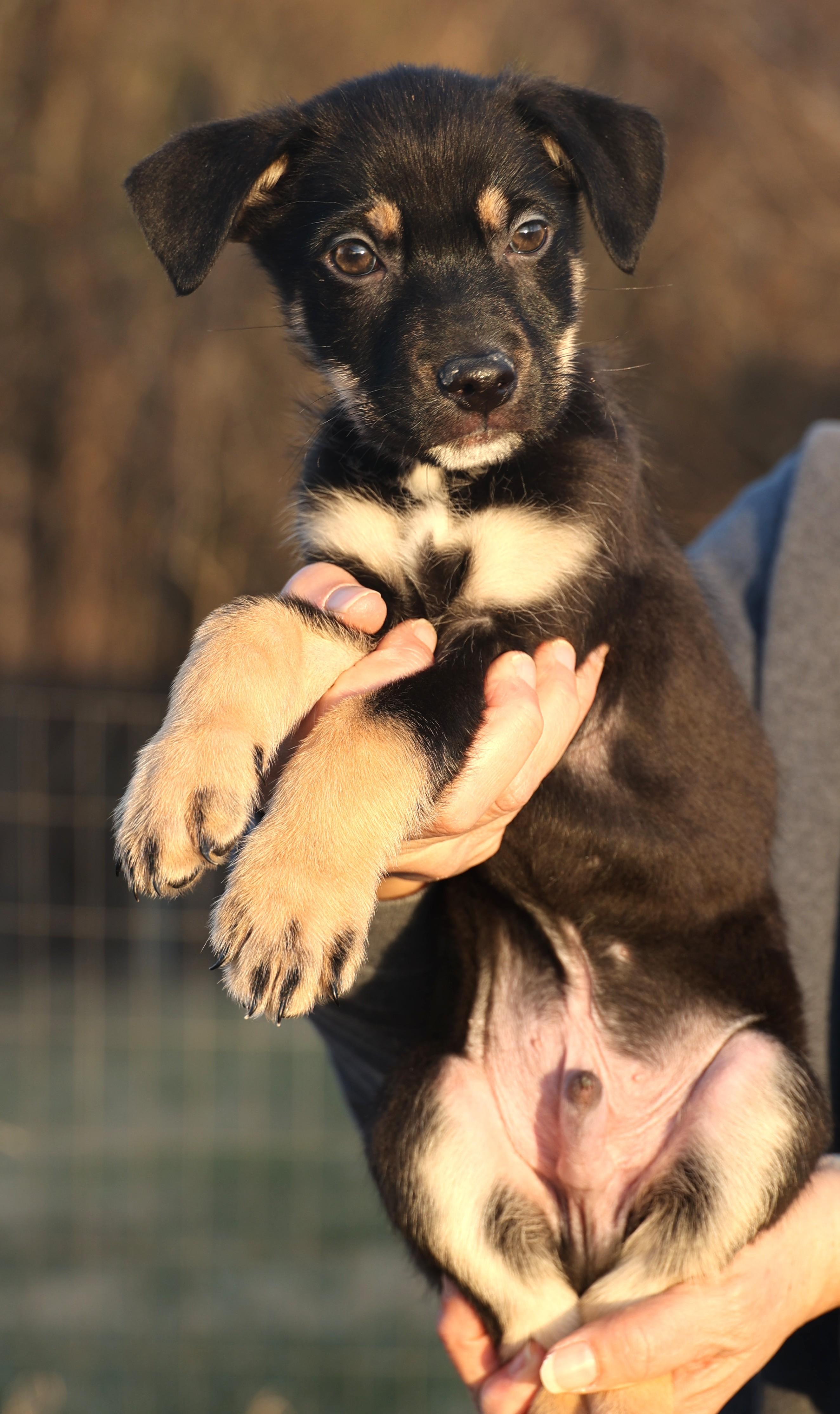 Enlarge Chip-Available! www.lhar.dog to apply! , an adoptable mixed breed in Frederick, MD image 4/6