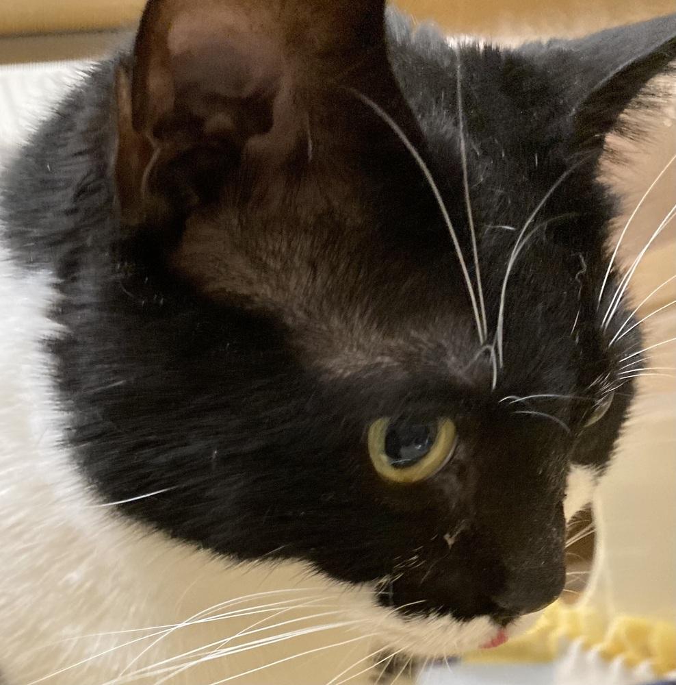 Enlarge Ms Bea, a Adoptable Domestic Short Hair in Anoka, MN image 1/3