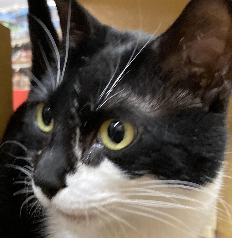 Enlarge Ms Bea, a Adoptable Domestic Short Hair in Anoka, MN image 2/3