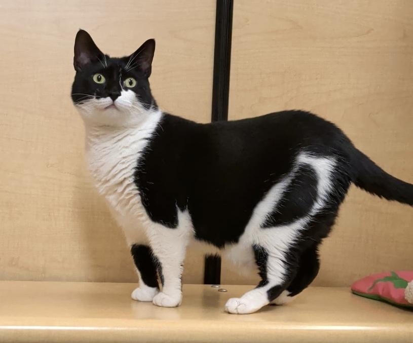 Enlarge Ms Bea, a Adoptable Domestic Short Hair in Anoka, MN image 3/3