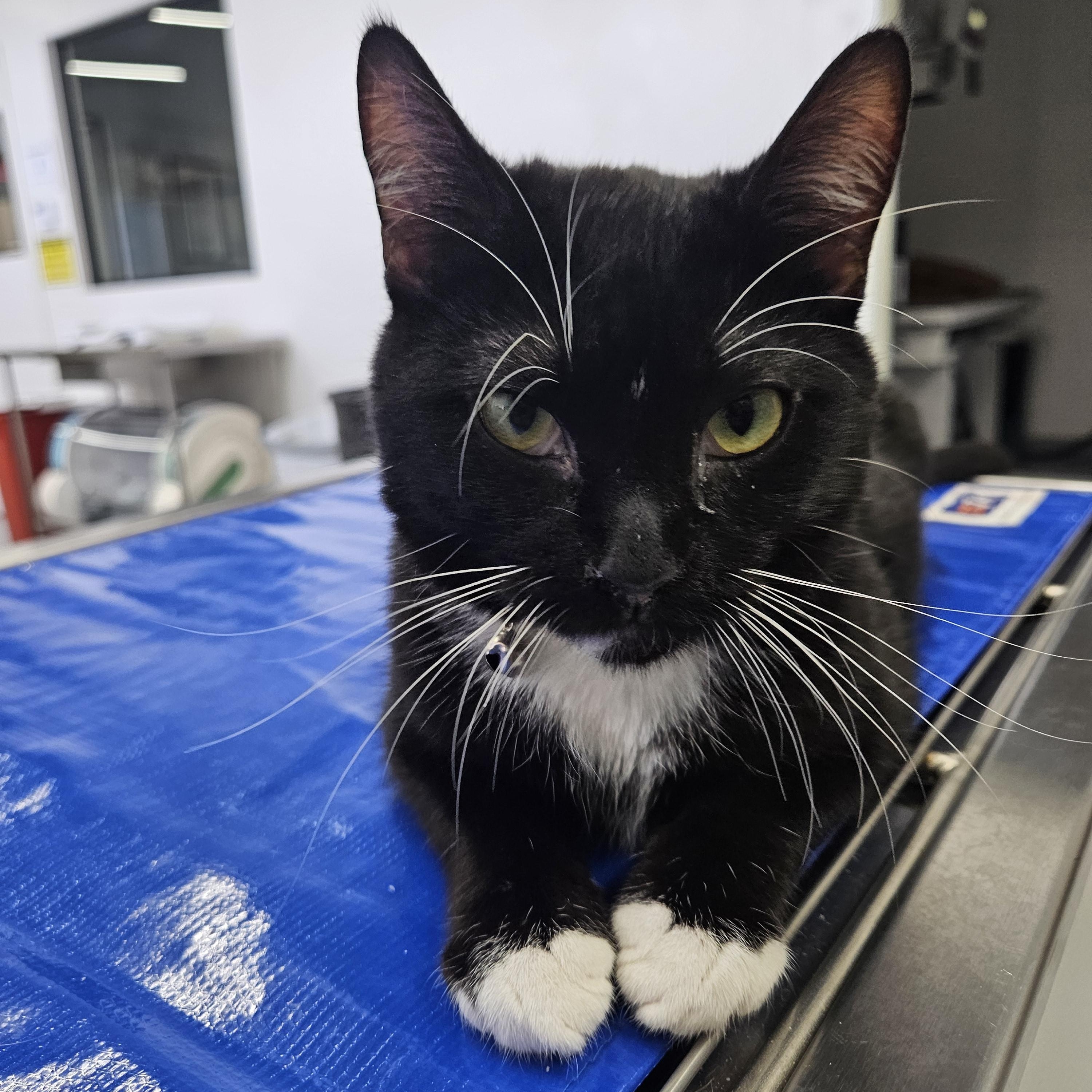 Tony, Adoptable, Young Male Domestic Short Hair.