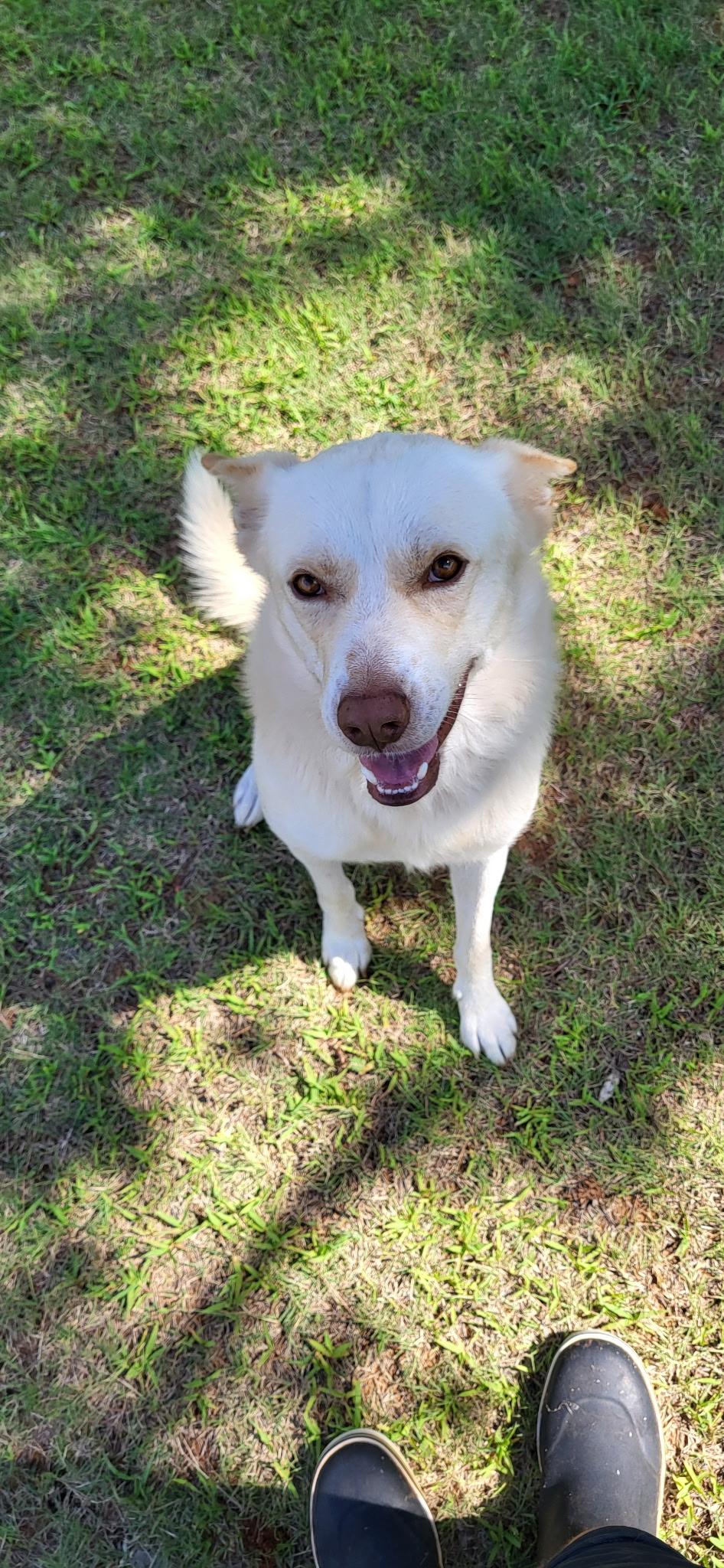 Enlarge Valko, a Adopted mixed breed in Guthrie, OK image 1/2