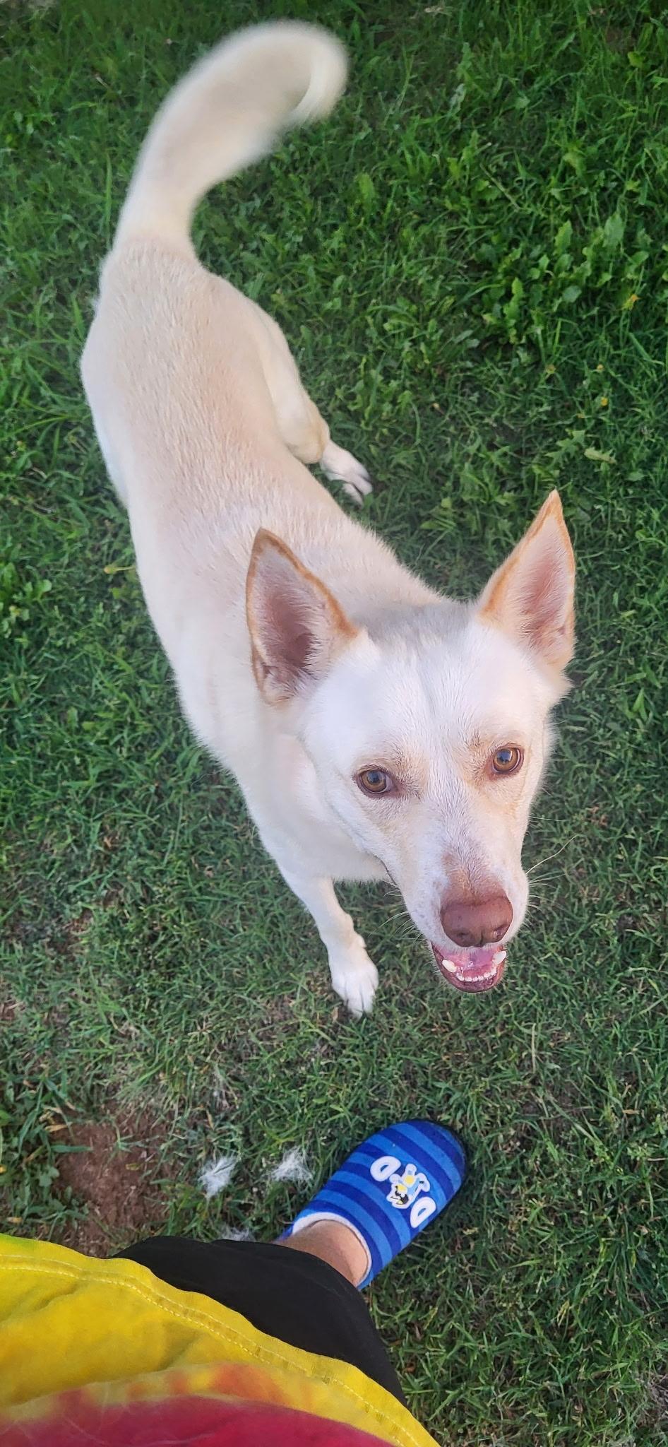 Enlarge Valko, a Adopted mixed breed in Guthrie, OK image 2/2