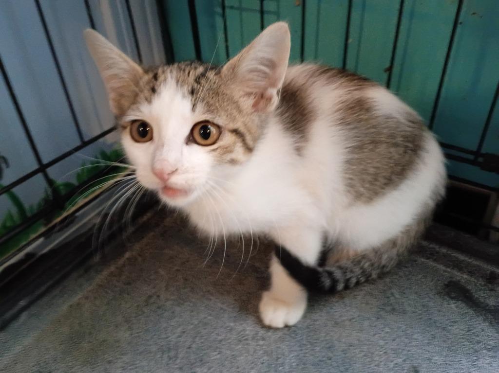 Earl Grey, Adoptable, Kitten Male Domestic Short Hair.