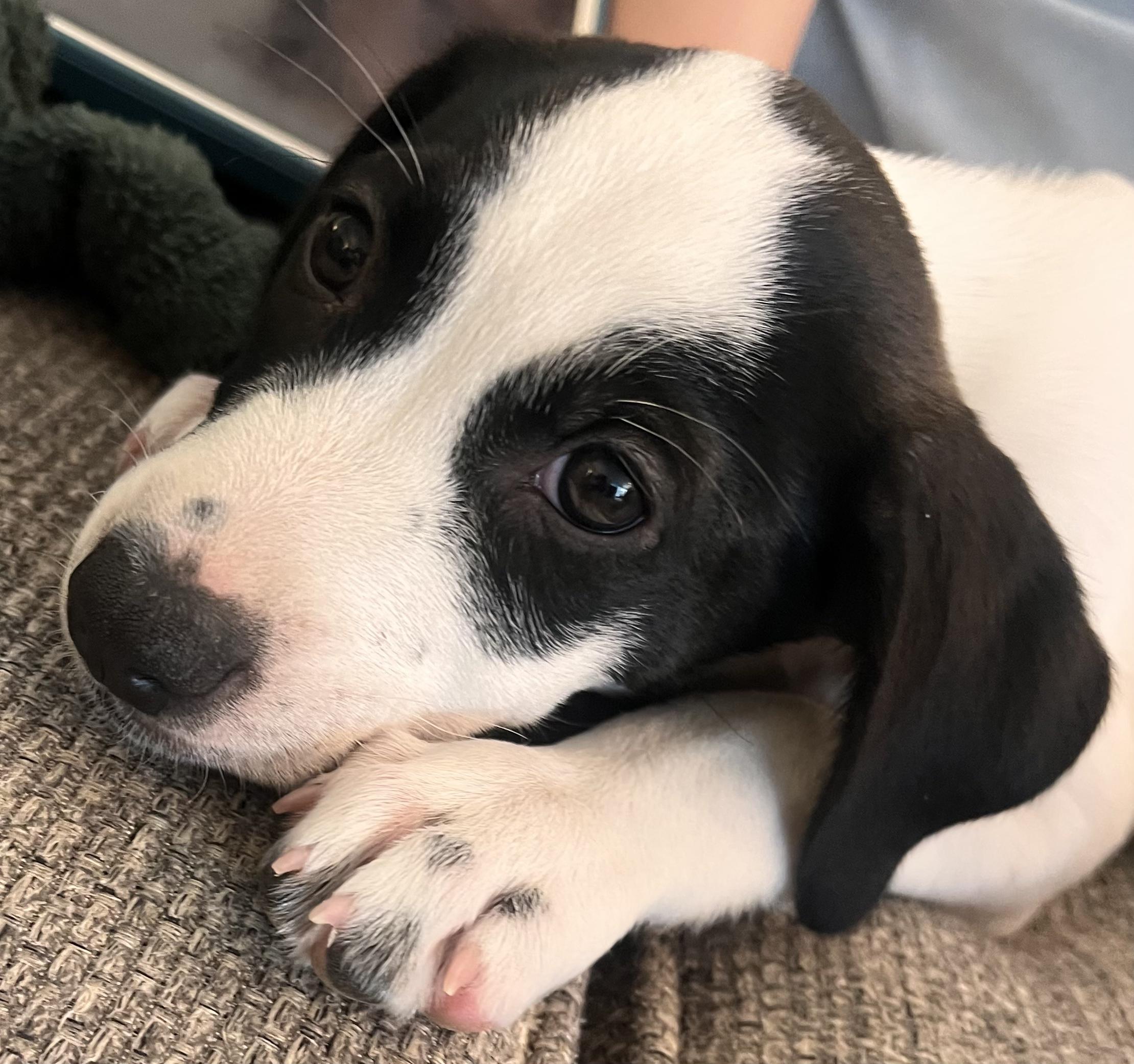Enlarge Maddie, a ADOPTABLE mixed breed in Fort Collins, CO image 2/4