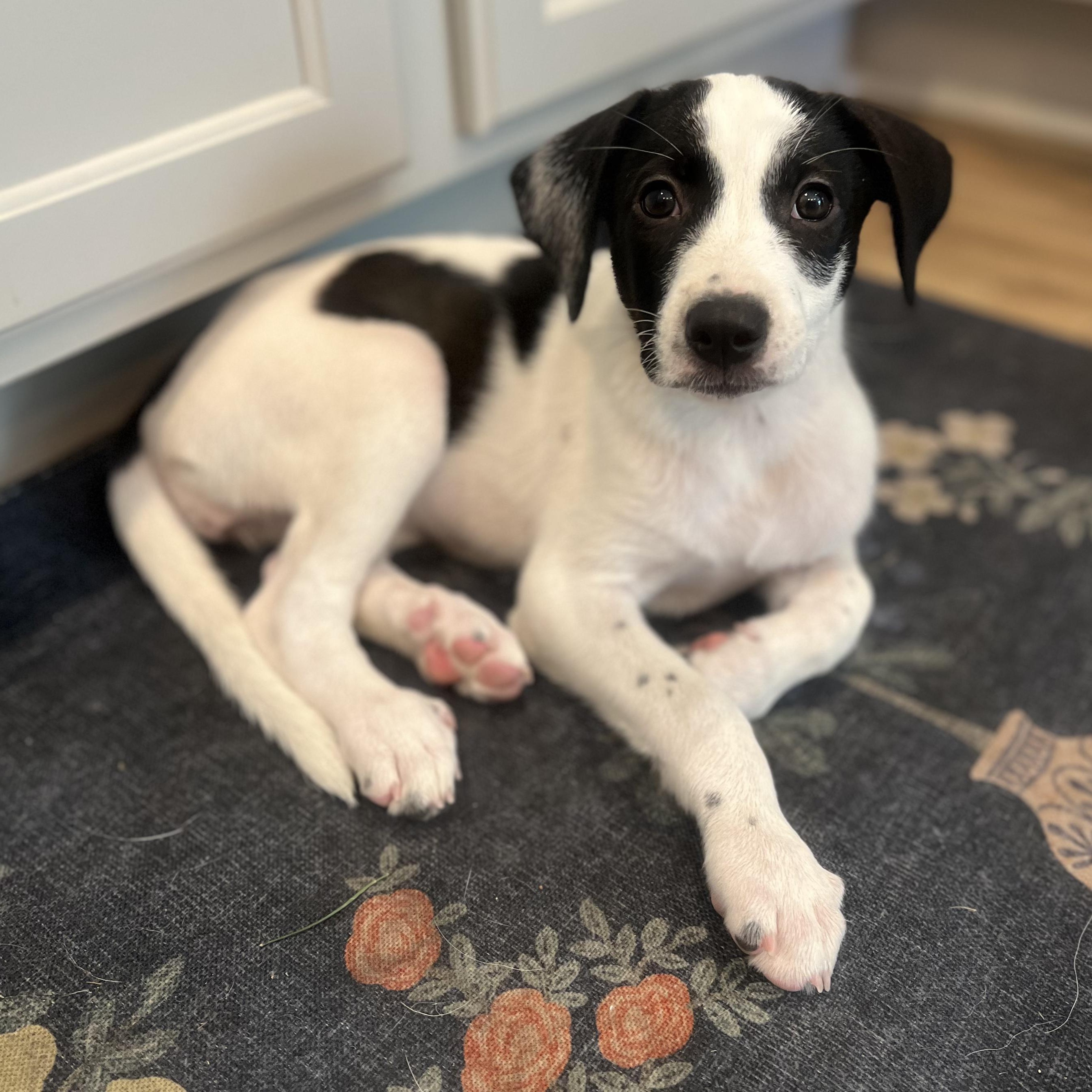 Enlarge Maddie, a ADOPTABLE mixed breed in Fort Collins, CO image 1/4